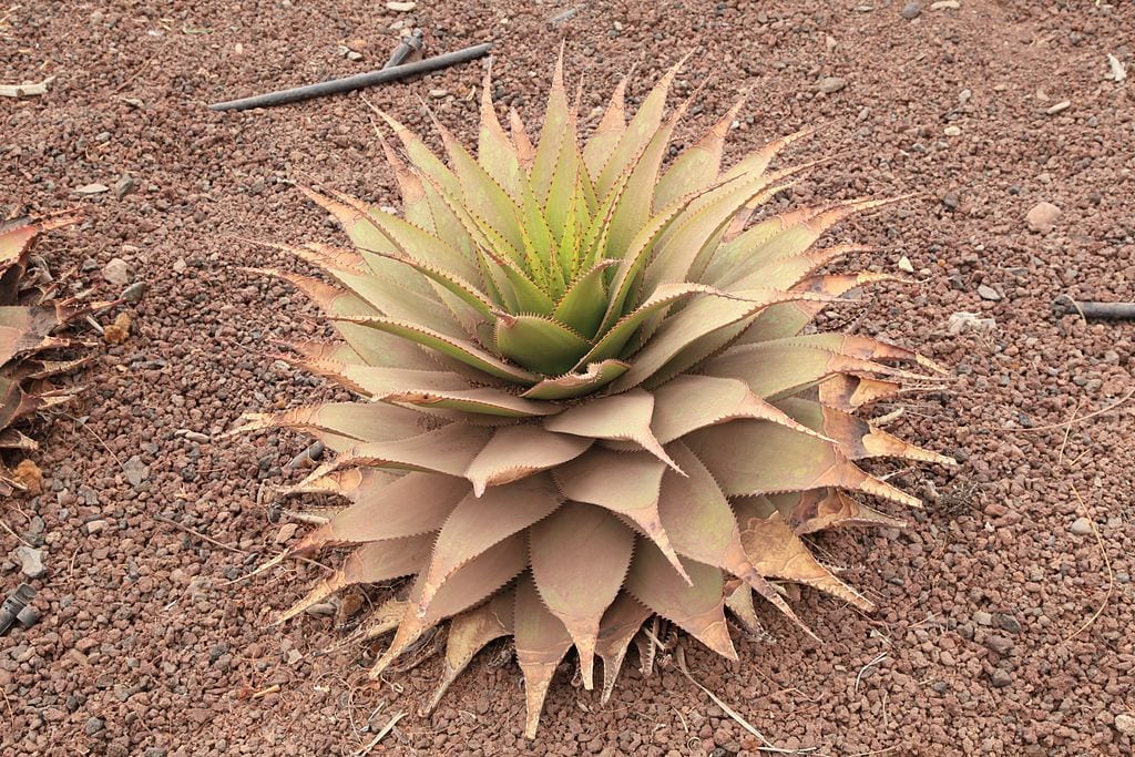 Aloe broomii: el aloe serpiente de montaña sudafricano