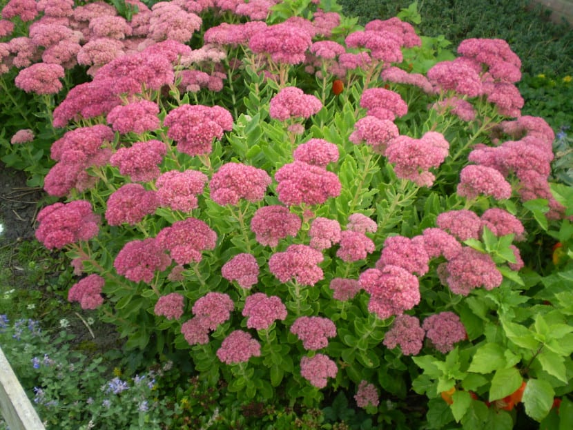 Inflorescencia rosa de Sedum spectabile 'Brillant' en septiembre
