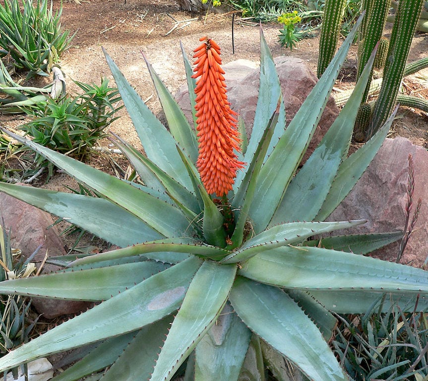 Aloe ferox: cómo es, cómo se cultiva y el acíbar