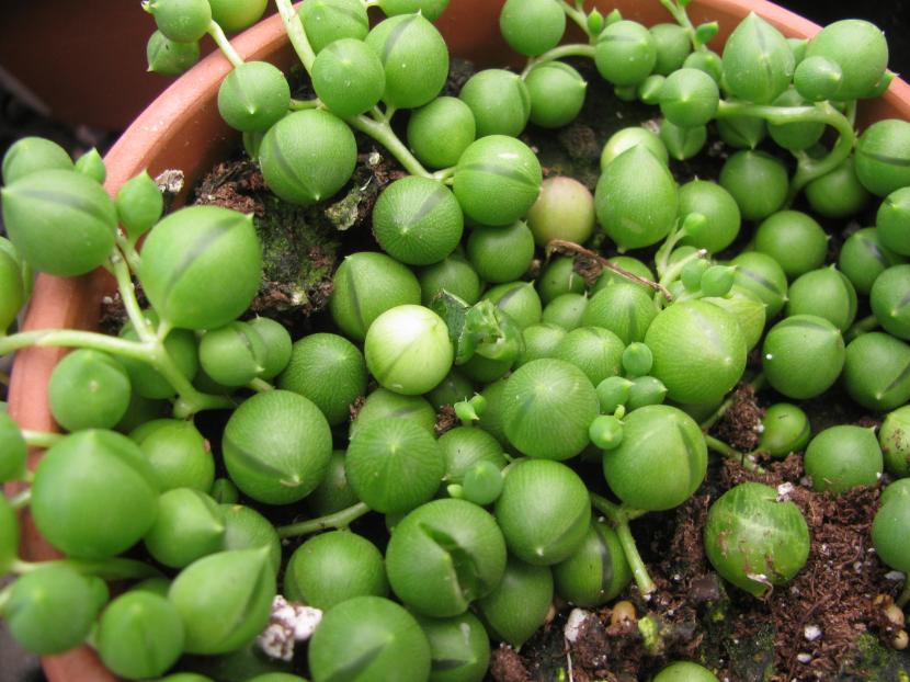 Senecio rowleyanus, el collar de perlas, con sus hojas esféricas colgando