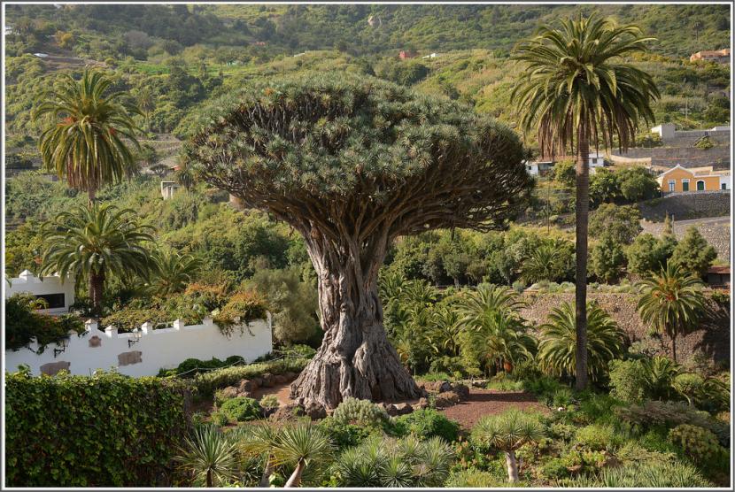 Drago milenario de Icod de los Vinos en Tenerife