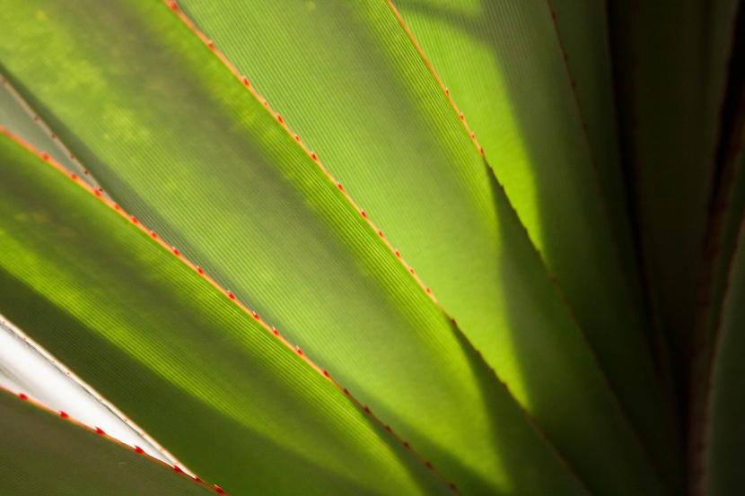 Hojas lanceoladas y rígidas de Dracaena draco en roseta terminal