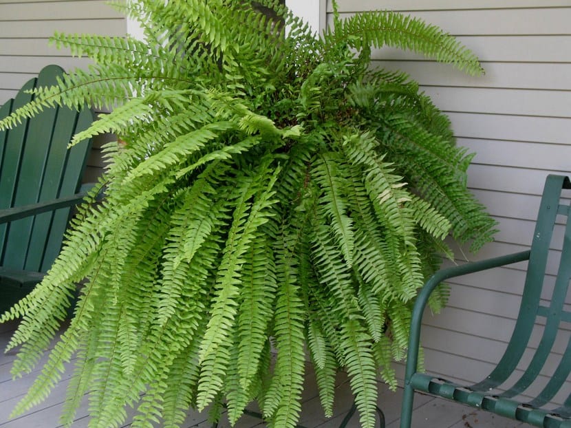 Nephrolepis exaltata, el helecho de Boston