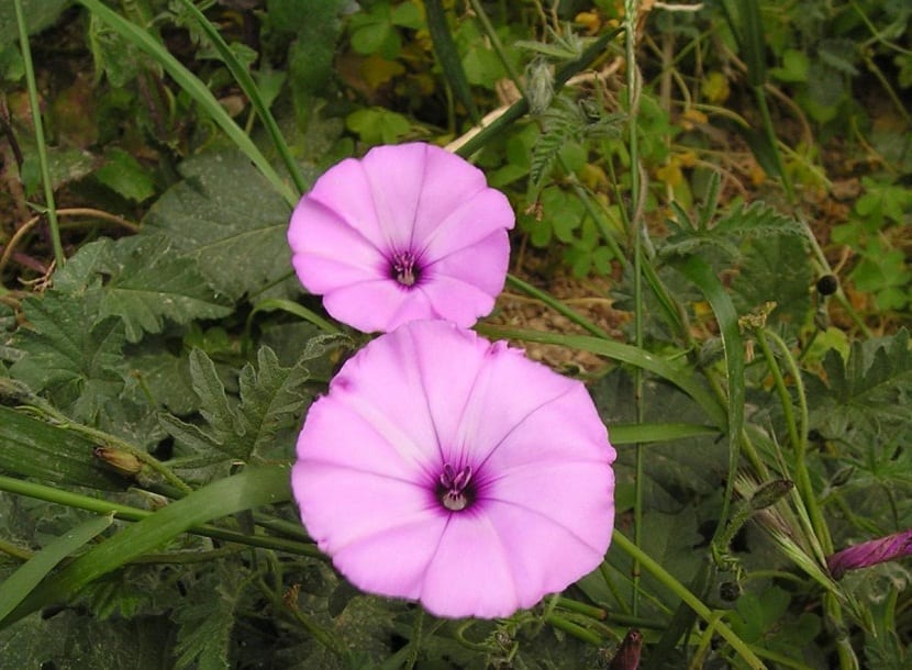 Flores rosas de Convolvulus althaeoides sobre follaje recortado