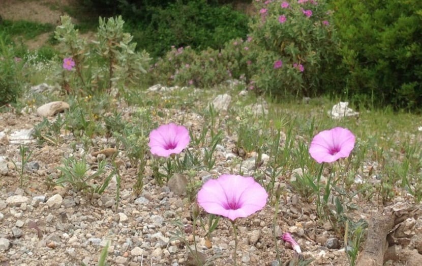 Convolvulus althaeoides cubriendo el suelo con sus tallos y flores rosas