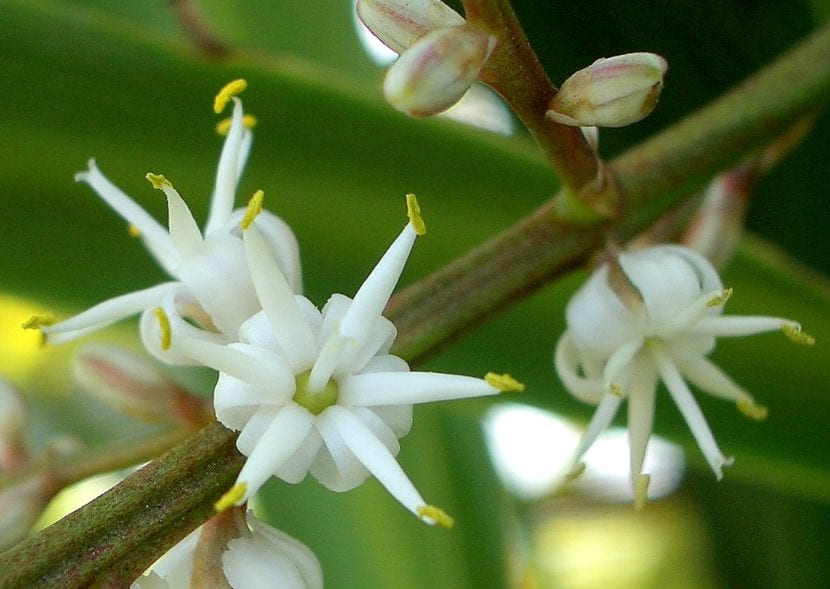 Panícula floral de Cordyline australis con flores blancas diminutas