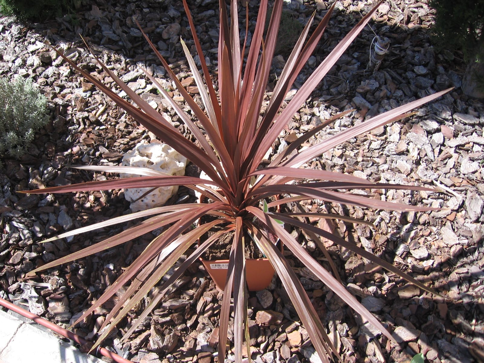 Cordyline australis: rusticidad, cultivo y cultivares
