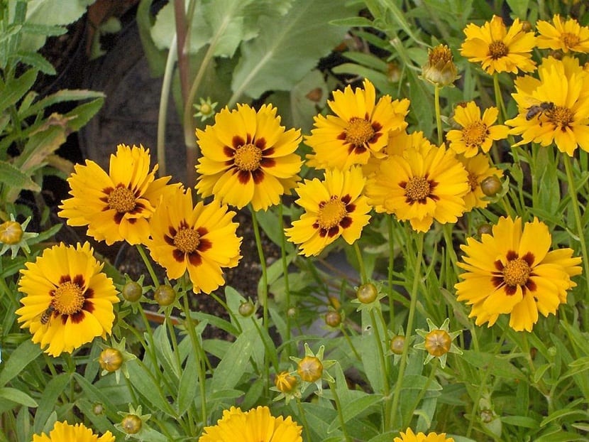 Coreopsis lanceolata: cultivo, floración e invasividad