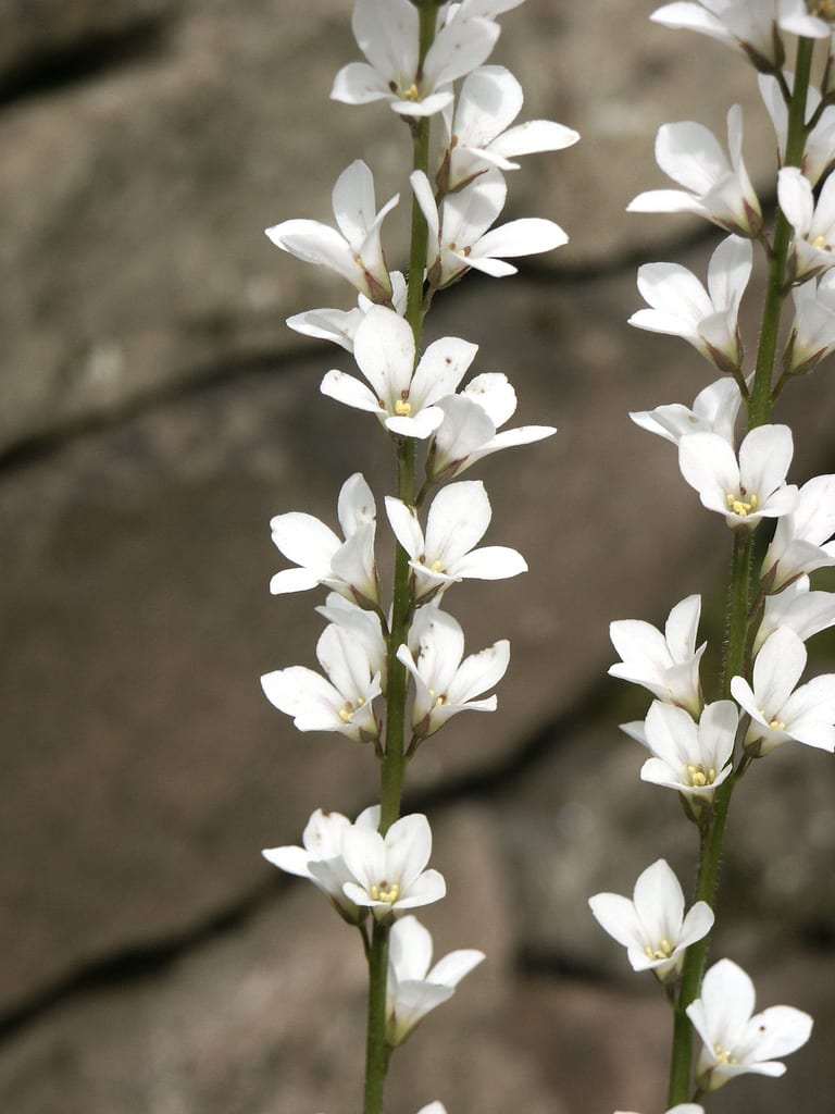 Francoa sonchifolia, la otra planta llamada corona nupcial