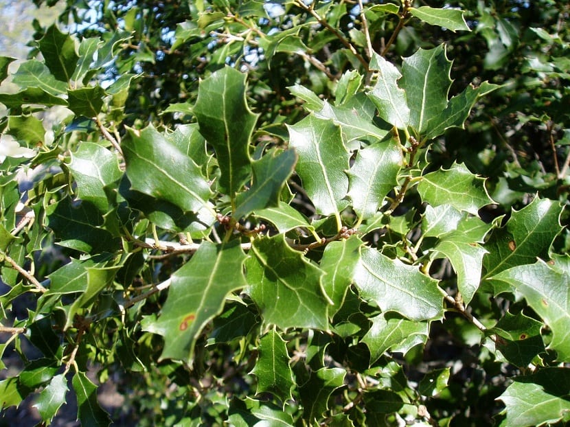 Hojas espinosas y coriáceas de la coscoja