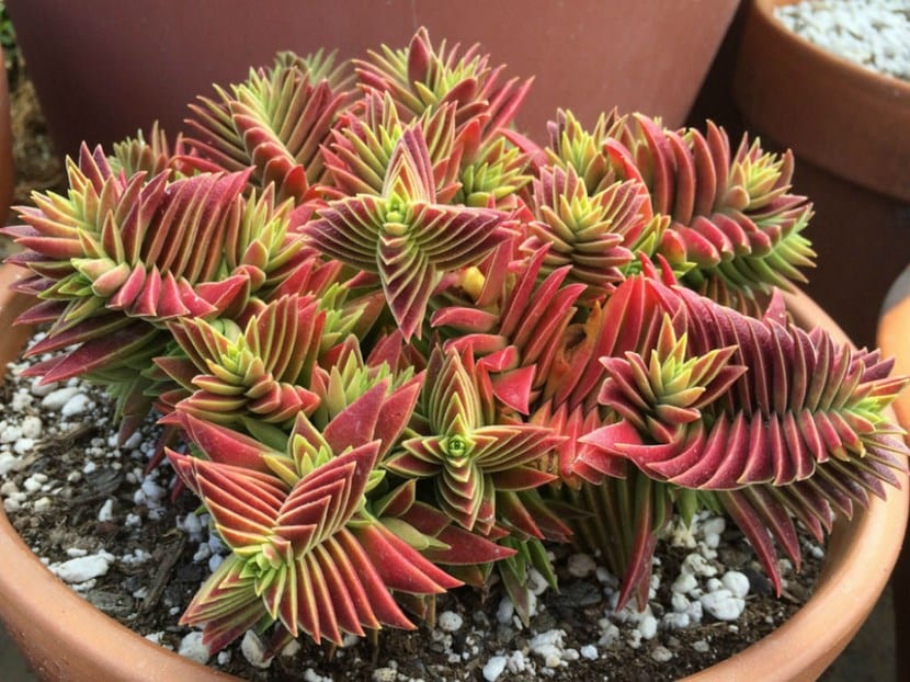 Crassula capitella 'Campfire': el rojo y su cultivo
