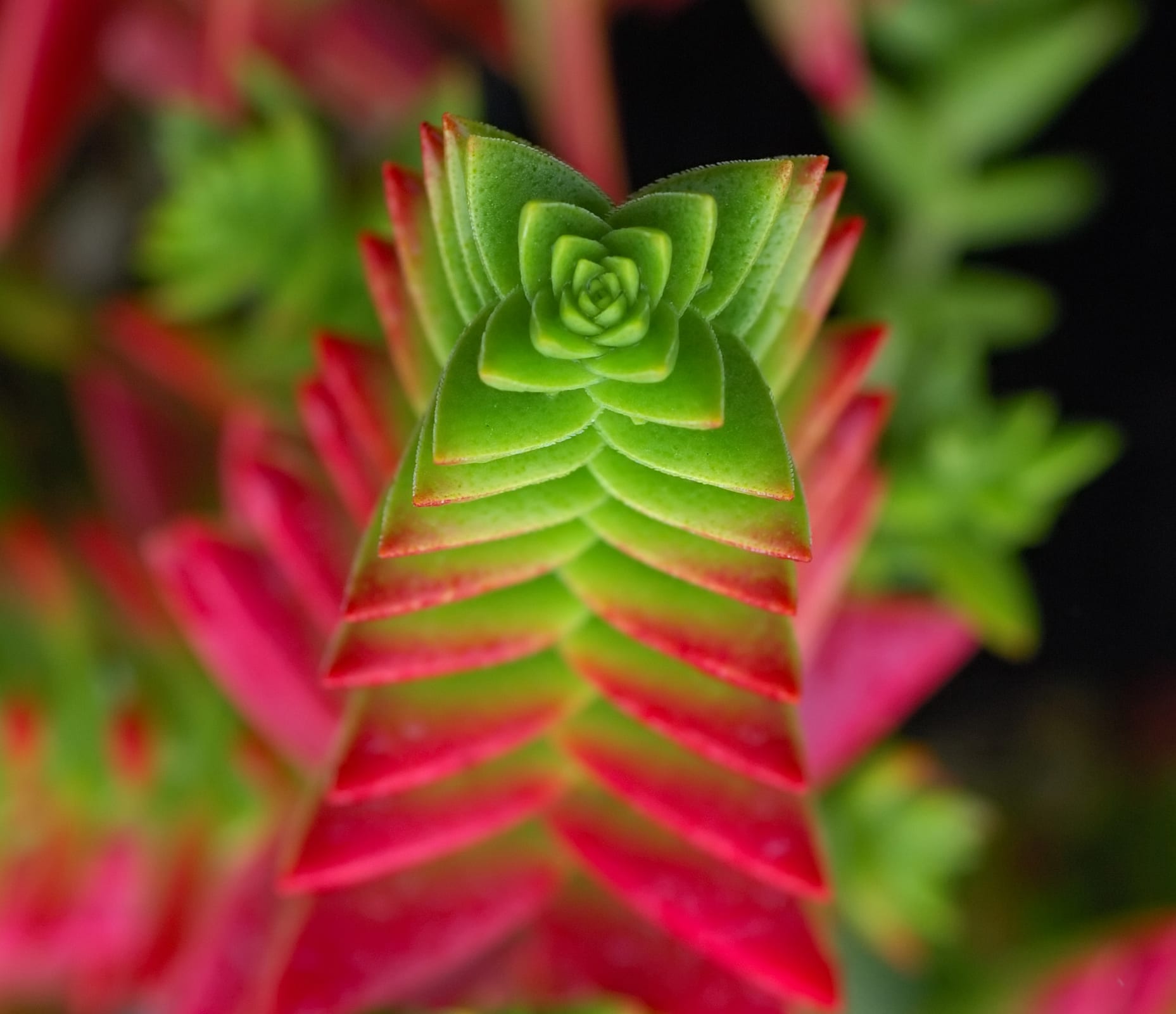 Crassula: cuidados, especies y multiplicación
