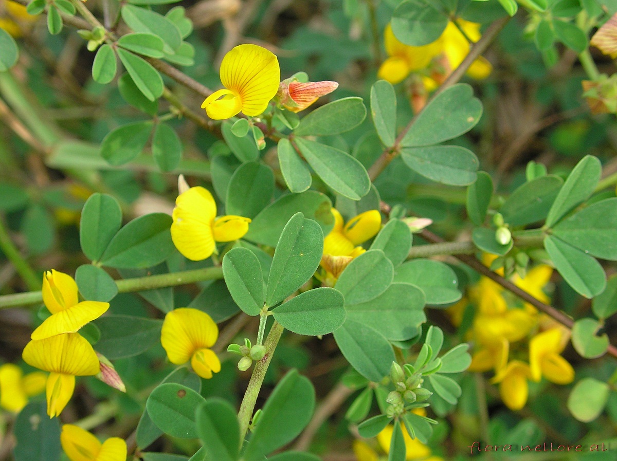 Crotalaria: abono verde y control de nematodos