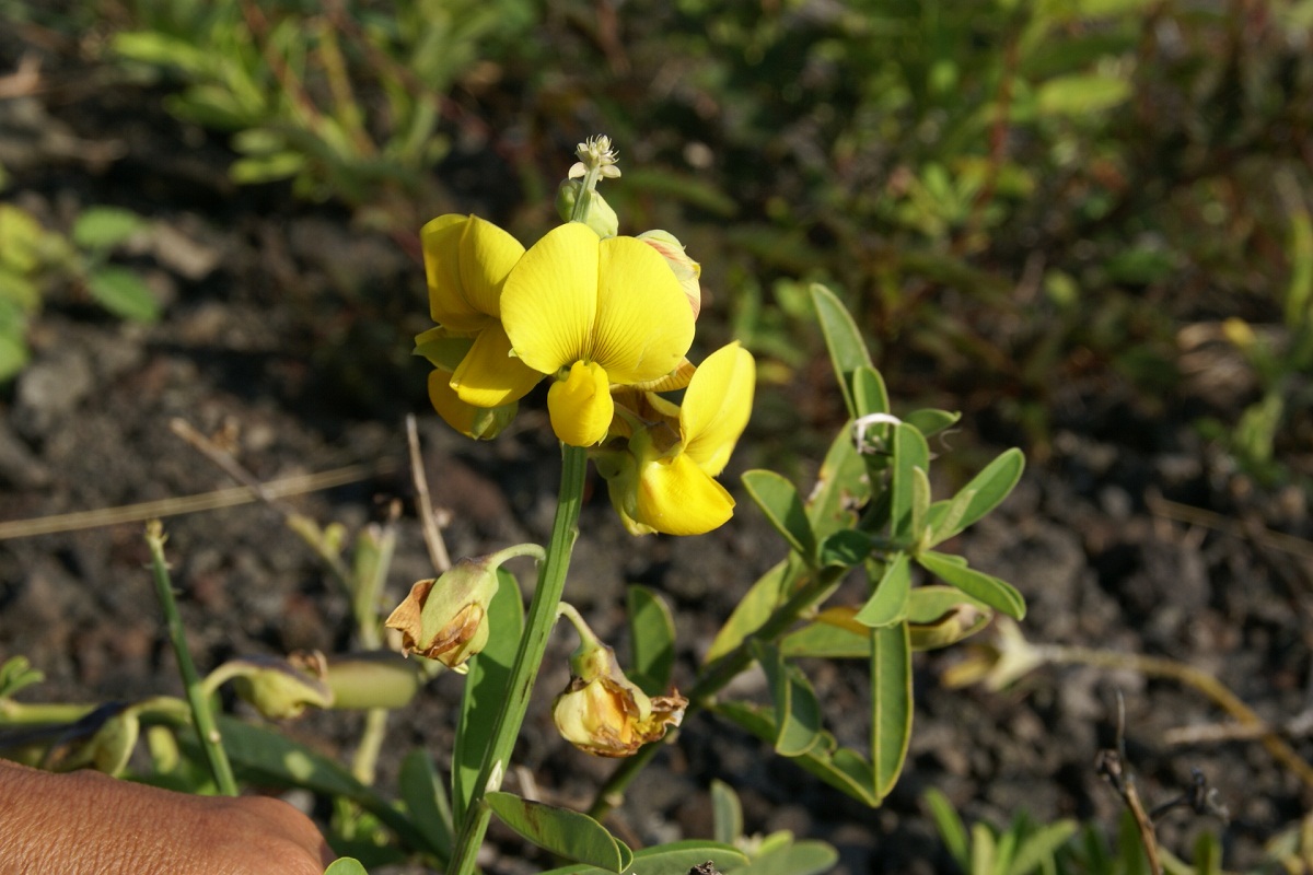 Flor amarilla de Crotalaria en racimo