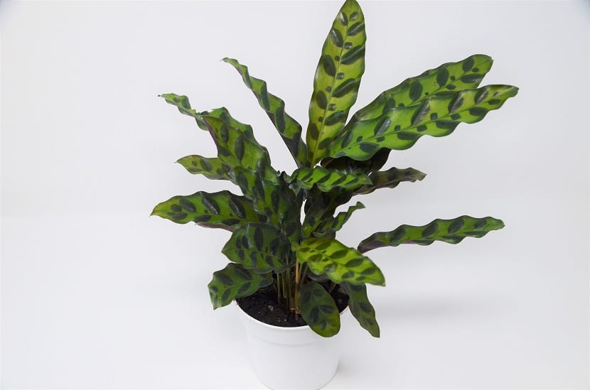 Calathea lancifolia en maceta blanca dentro de casa