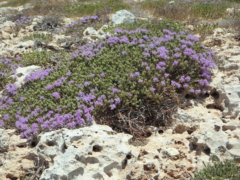 Mata rastrera de serpol en flor sobre suelo pedregoso