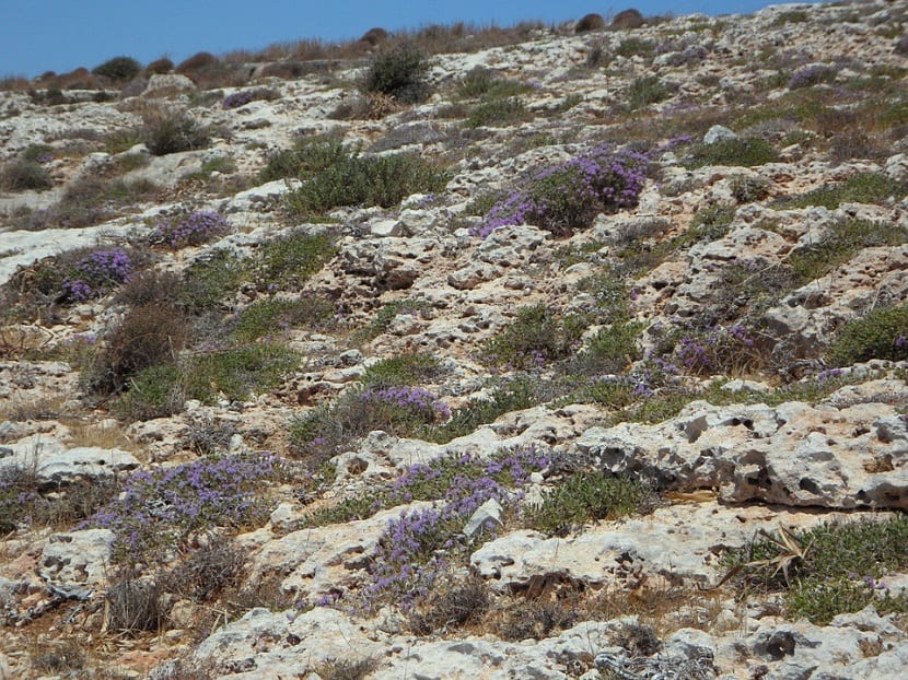 Serpol silvestre creciendo entre piedras en un pastizal de montaña