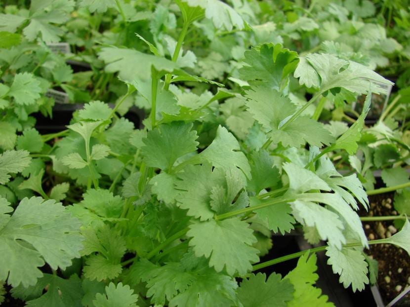 Planta de cilantro, Coriandrum sativum