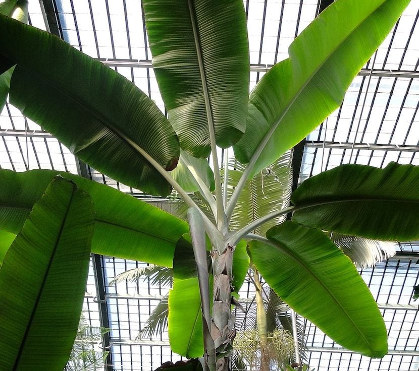 Platanera, Musa paradisiaca, ejemplo de planta monocotiledónea