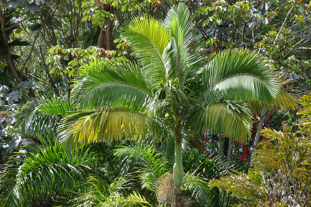 Archontophoenix alexandrae, palmera perennifolia de clima suave