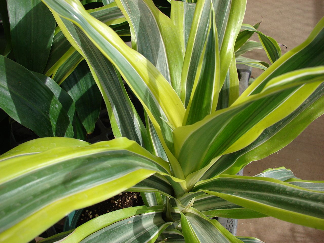 Cuidados de la dracena: luz, riego y puntas marrones