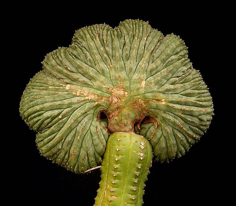 Cuidados de las plantas injertadas: el mantenimiento