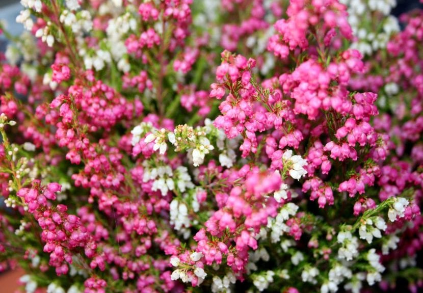 Mata de brezo en flor