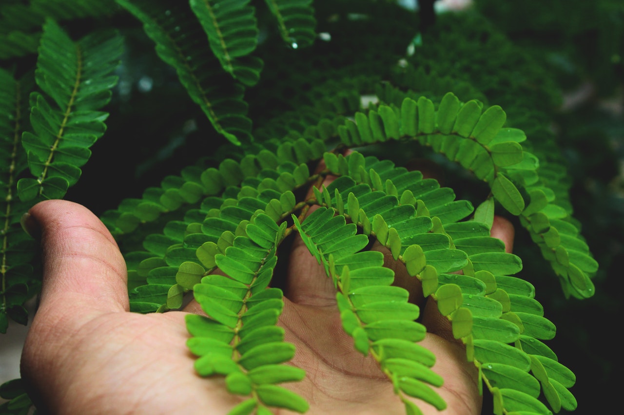 Cuidados de las plantas: la rutina a lo largo del año