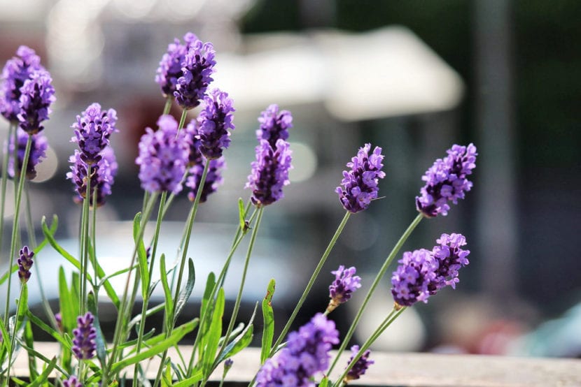 Espigas de lavanda en flor con parte de las florecillas abiertas