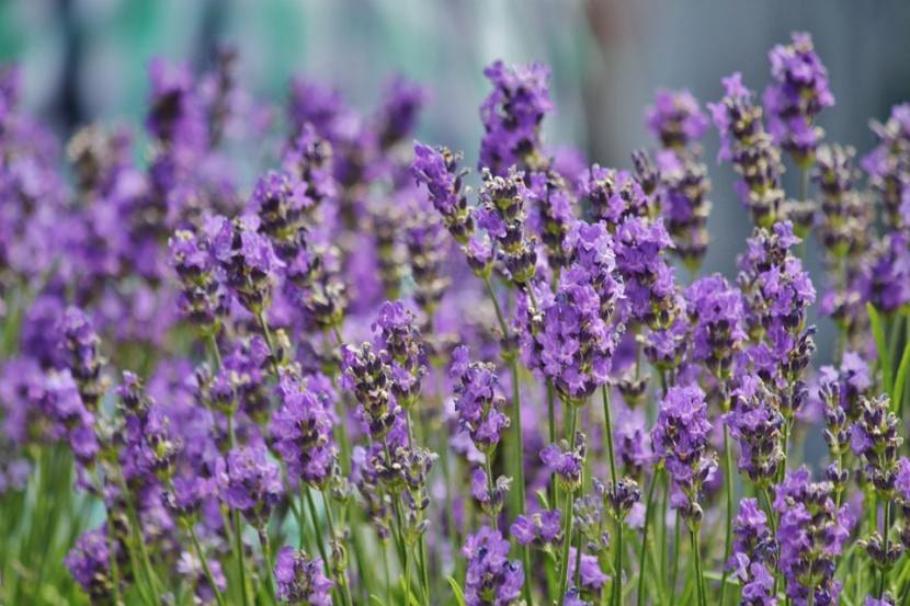 Mata de lavanda en plena floración en el jardín