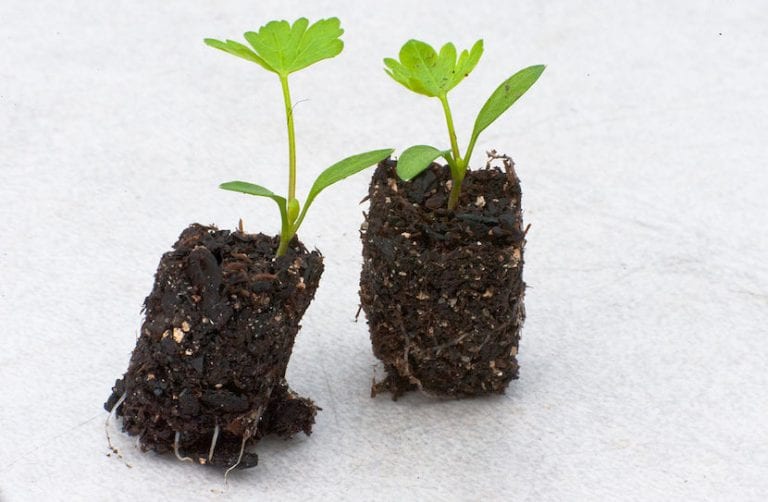 Plantas preparadas para trasplantar