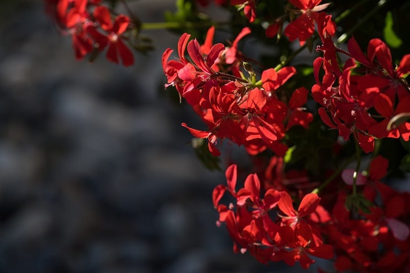 Plantas en flor en un balcón a principios de primavera