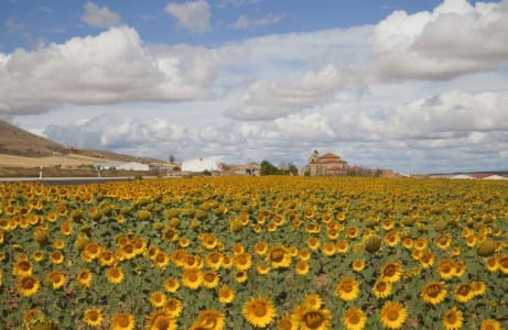 Campo de girasoles en flor