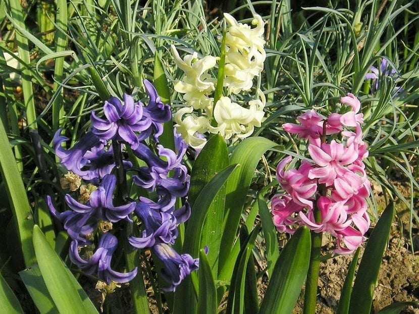 Jacinto: guía de cultivo, floración y cuidados del bulbo