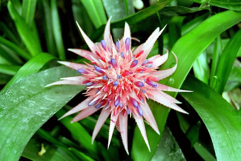Aechmea fasciata con su inflorescencia rosa