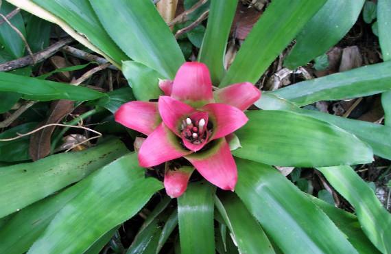 Bromelia con la roseta de hojas y la bráctea floral central