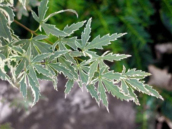 Acer palmatum Butterfly con hojas variegadas