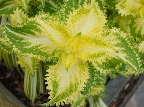 Hojas variegadas con márgenes blancos y centro verde