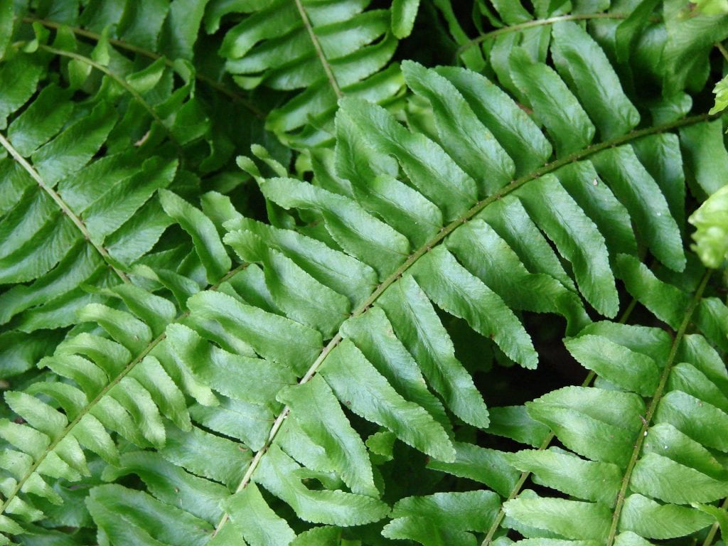 Frondas de Nephrolepis, el helecho de Boston