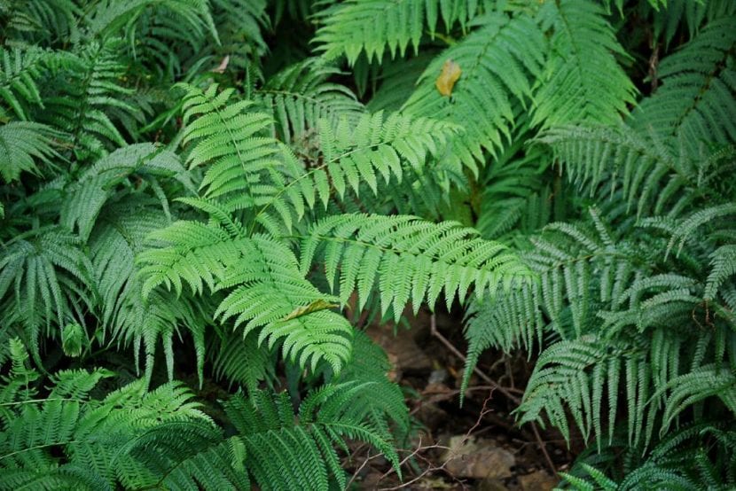 Pteris wallichiana, especie de gran tamaño con frondes divididas en tres brazos