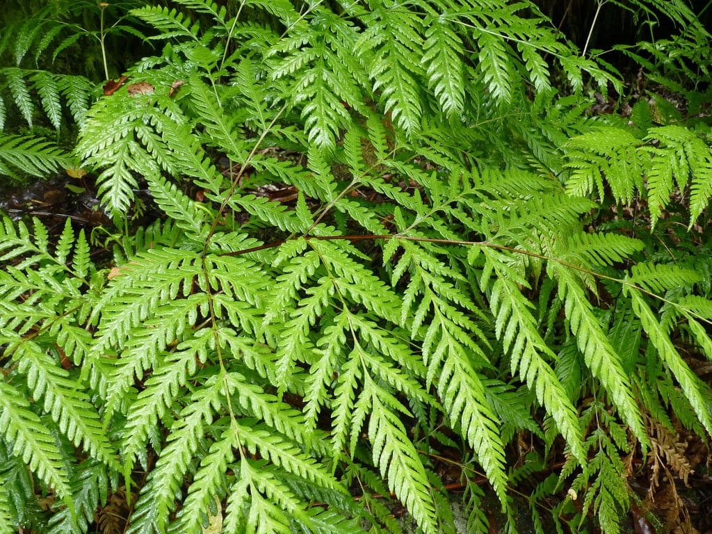 Helecho Pteris: cuidados, especies y errores de riego