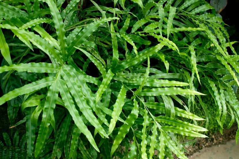 Frondes de Pteris cretica con las pínulas alargadas y estrechas