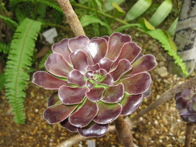 Rosetas oscuras de Aeonium arboreum Atropurpureum