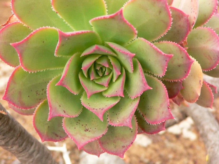 Aeonium percarneum con rosetas glaucas de bordes rosados