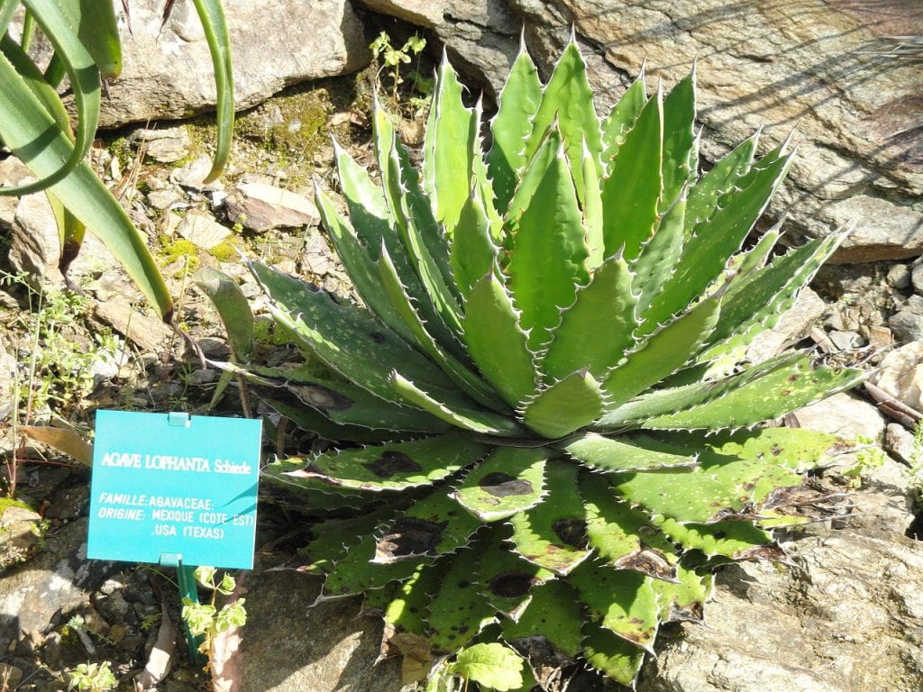 Ejemplar de Agave lophantha con sus hojas alargadas y dentadas
