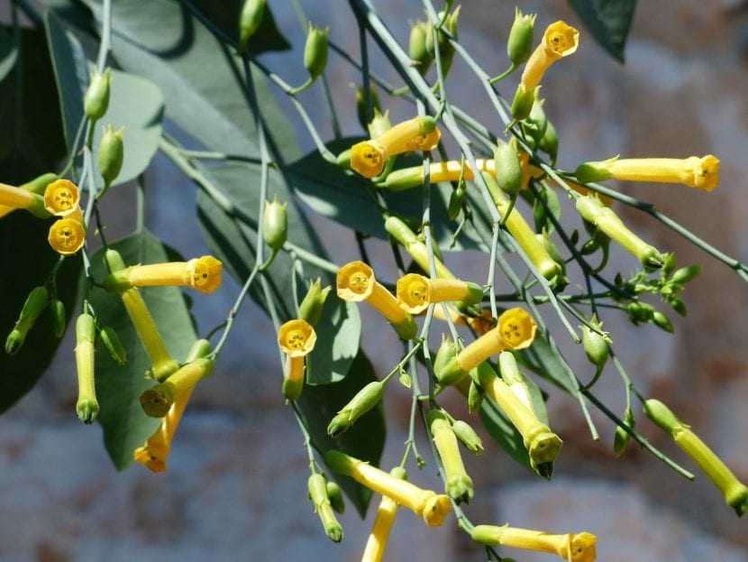 Flores tubulares amarillas del árbol del tabaco