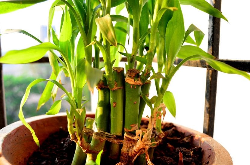 Tallos de bambú de la suerte, Dracaena sanderiana, cultivados en maceta