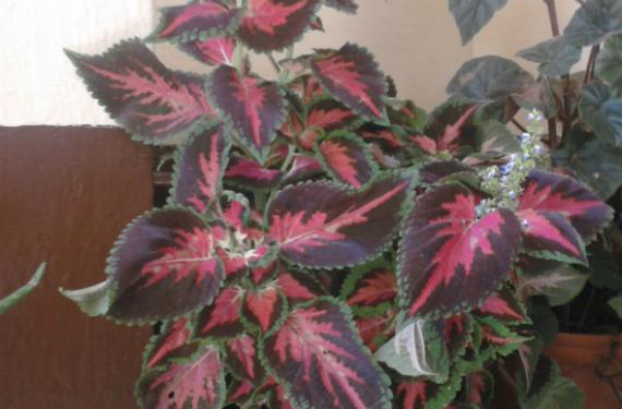 Hojas jaspeadas de coleo, Coleus scutellarioides