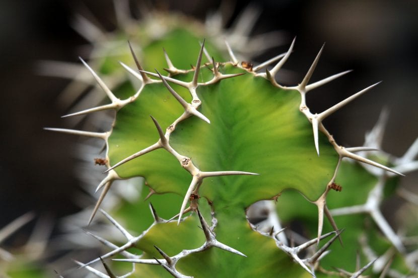 Tallos triangulares espinosos de Euphorbia grandicornis o cuerno de vaca