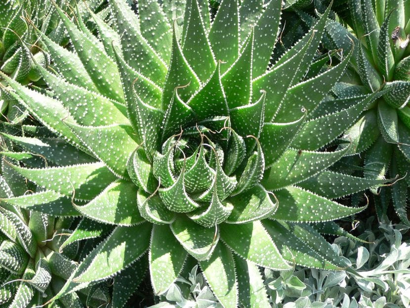 Roseta de Aloe aristata o Aristaloe aristata con hojas moteadas de blanco